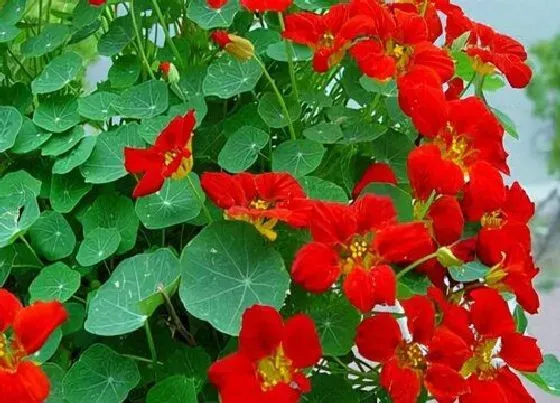 植物常识问题|适合家里养的18种花 推荐最适宜家庭养殖的花卉