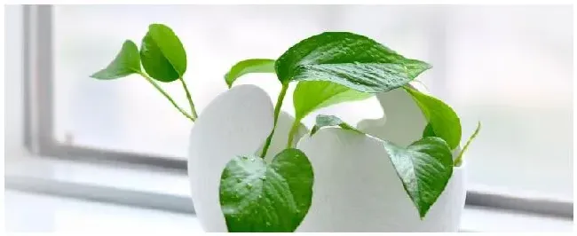 家庭种植绿植注意事项 | 科普知识