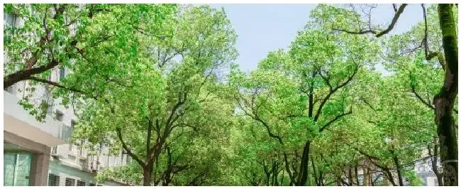 槐树生虫用什么农药 | 农业常识