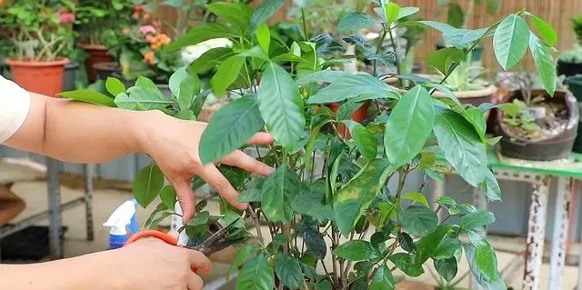知知花怎么养殖方法,栀子花养殖方法和注意事项？