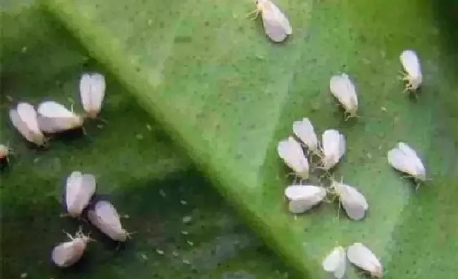 植物常识问题|辣椒叶上长白色虫怎么办（辣椒苗长枝叶上小白虫防治方法）