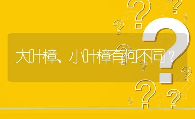 大叶樟、小叶樟有何不同? | 养殖问题解答