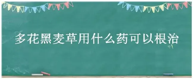 多花黑麦草用什么药可以根治 | 三农问答