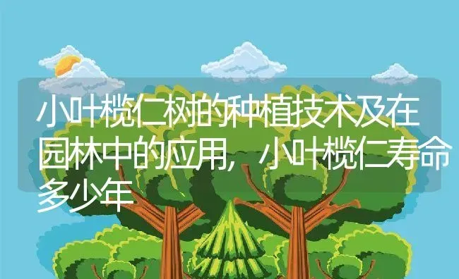 小叶榄仁树的种植技术及在园林中的应用,小叶榄仁寿命多少年 | 养殖常见问题