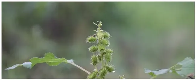 苍耳是什么植物 | 科普知识