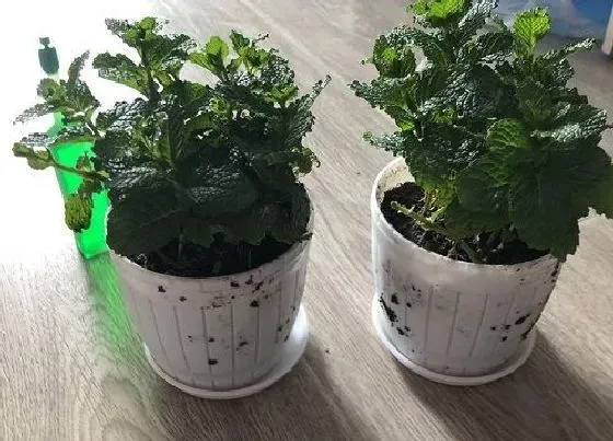 植物常识问题|薄荷品种