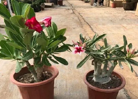 植物常识问题|沙漠玫瑰展叶该如何施肥呢