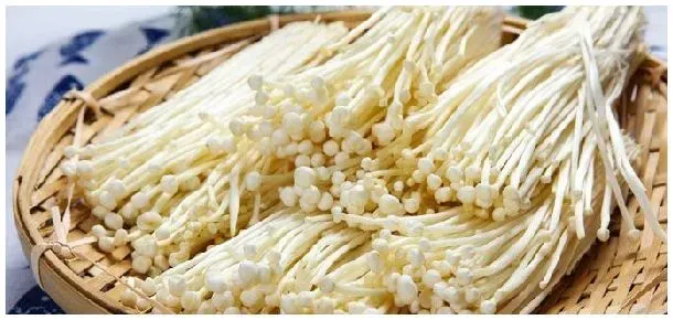 金针菇品种 | 科普知识