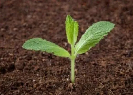 植物常识问题|薄荷种子种植方法步骤 薄荷种子在家盆栽怎么种