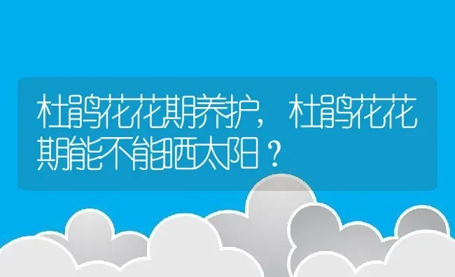 杜鹃花花期养护,杜鹃花花期能不能晒太阳？ | 养殖常见问题