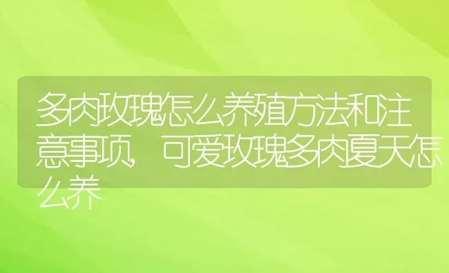 多肉玫瑰怎么养殖方法和注意事项,可爱玫瑰多肉夏天怎么养 | 养殖常见问题