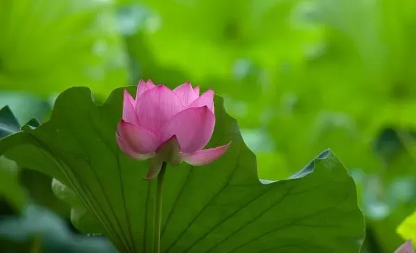 莲花的象征意义,荷花的寓意？