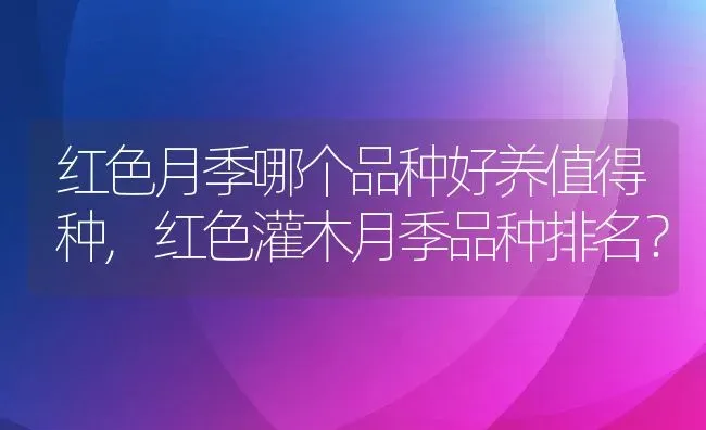 红色月季哪个品种好养值得种,红色灌木月季品种排名？ | 养殖常见问题