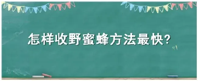 怎样收野蜜蜂方法最快 | 科普知识