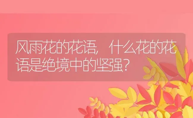 风雨花的花语,什么花的花语是绝境中的坚强？ | 养殖常见问题