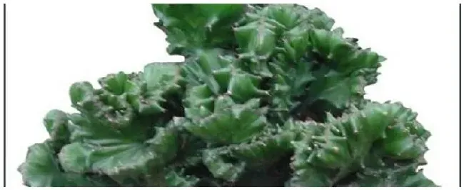 麒麟树怎么浇水 | 三农答疑