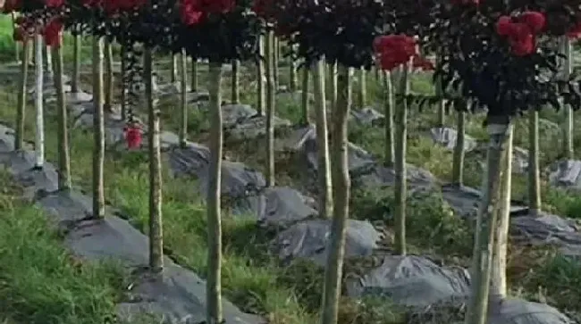 植物常识问题|不用除草剂有什么办法可杀死杂草（不用药除草最好的方法）