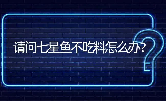 请问七星鱼不吃料怎么办? | 养殖问题解答