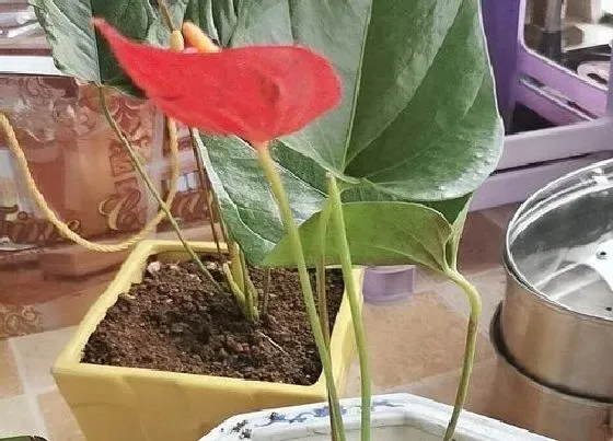 植物常识问题|红掌在秋天如何复花