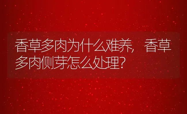 香草多肉为什么难养,香草多肉侧芽怎么处理？ | 养殖常见问题