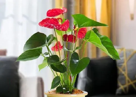 植物常识问题|红掌在秋天如何复花
