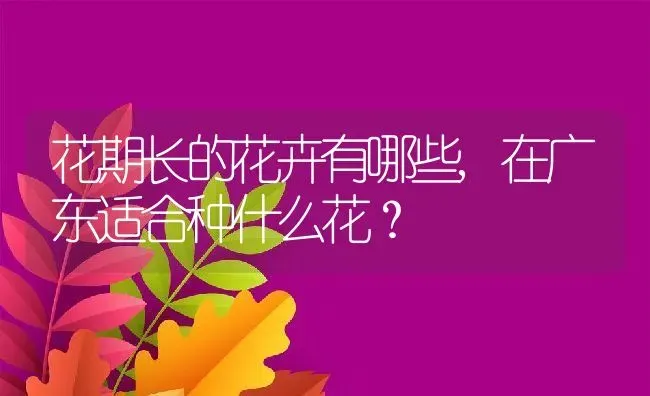 花期长的花卉有哪些,在广东适合种什么花？ | 养殖常见问题