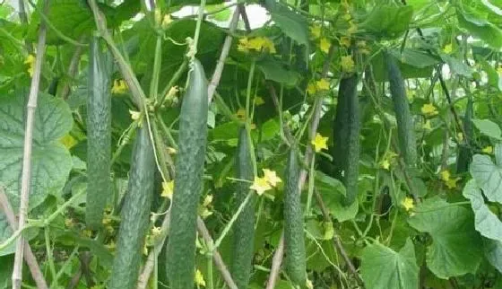 植物常识问题|黄瓜反季节栽培技术（越冬黄瓜怎么种植获得高产）