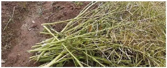 油菜杆喂牛羊有毒吗 | 生活常识