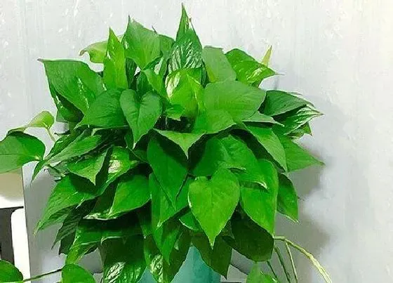 植物常识问题|适合家里养的18种花 推荐最适宜家庭养殖的花卉