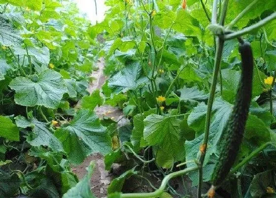 植物常识问题|黄瓜反季节栽培技术（越冬黄瓜怎么种植获得高产）