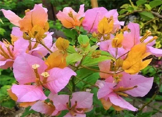 植物常识问题|三角梅在炎热的夏天怎样催花