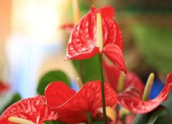 植物常识问题|红掌在秋天如何复花