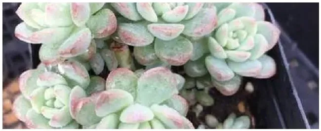 种多肉什么时候浇水 | 农业常识