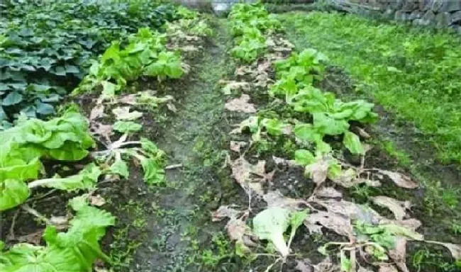 植物常识问题|白菜烂根什么原因造成的（白菜烂根的原因及解决方法）