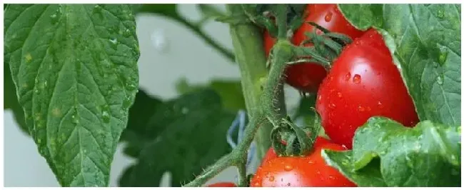 菜地如何施底肥 | 农业常识