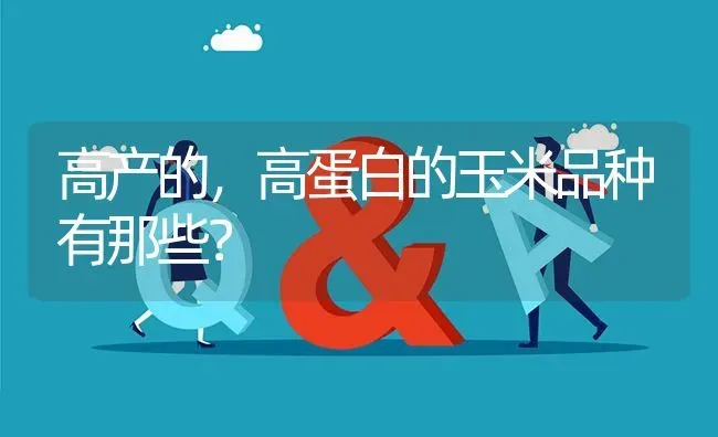 高产的,高蛋白的玉米品种有那些? | 养殖问题解答