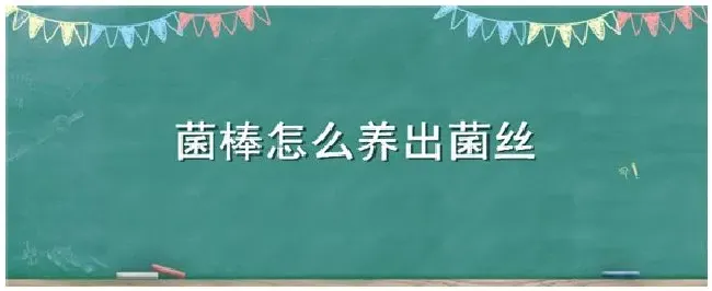 菌棒怎么养出菌丝 | 三农答疑