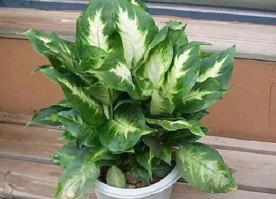植物常识问题|适合家里养的18种花 推荐最适宜家庭养殖的花卉