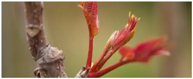 春芽树木什么时候剪枝 | 科普知识