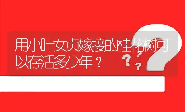 用小叶女贞嫁接的桂花树可以存活多少年? | 养殖问题解答