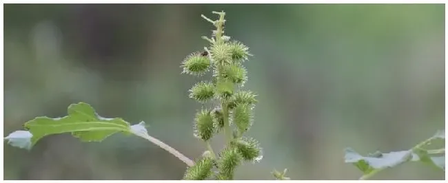 苍耳是什么植物是吧? | 三农答疑