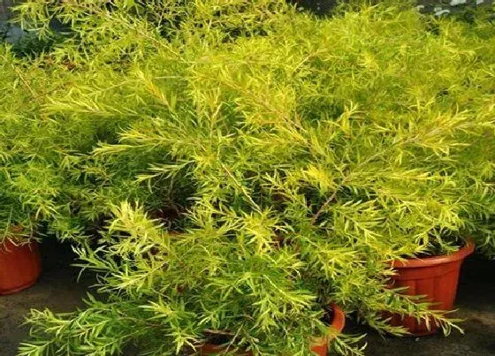 植物常识问题|柳树皮怎么养君子兰根系旺盛