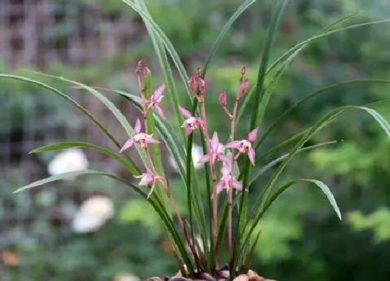 植物常识问题|兰花烂根的原因和解决方法