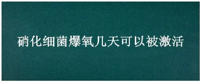 硝化细菌爆氧几天可以被激活 | 农业问题