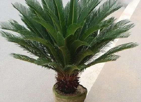 植物常识问题|龙铁树的风水作用及禁忌 放在哪风水好