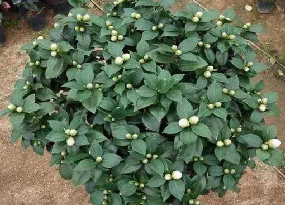 植物常识问题|茶花怎样蔬蕾  蔬蕾方法