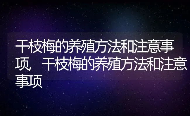 干枝梅的养殖方法和注意事项,干枝梅的养殖方法和注意事项 | 养殖常见问题