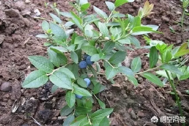 植物常识问题|蓝莓的栽培技术和种植要点（蓝莓树高产管理注意事项）