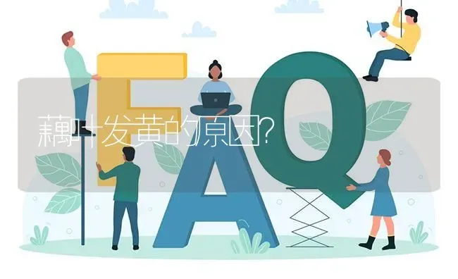 藕叶发黄的原因? | 养殖问题解答