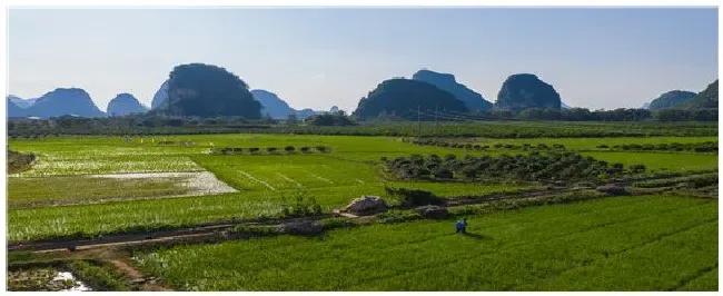 除草剂打了多久才有效 | 农业常识